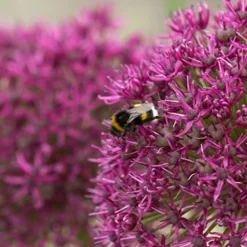 Menu Late Spring Flowers Garden Kit -US Garden Plants Sales 2024 81123 ostara allium 4