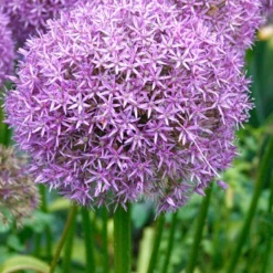 Menu Late Spring Spectacular Garden 23 Menu Late Spring Spectacular Garden -US Garden Plants Sales 2024 81127 giant allium 2
