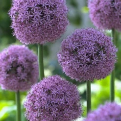 Menu Late Spring Spectacular Garden 22 Menu Late Spring Spectacular Garden -US Garden Plants Sales 2024 81127 giant allium