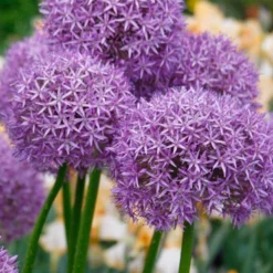 Menu Late Spring Spectacular Garden 24 Menu Late Spring Spectacular Garden -US Garden Plants Sales 2024 81127 giant allium 3
