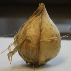 Menu Late Spring Spectacular Garden 25 Menu Late Spring Spectacular Garden -US Garden Plants Sales 2024 81127 giant allium 4