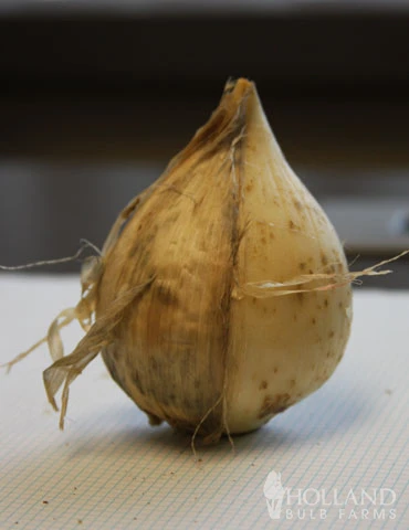 Menu Late Spring Spectacular Garden 10 Menu Late Spring Spectacular Garden - Image 8