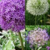 Menu Colossal Allium Collection 1 Menu Colossal Allium Collection -US Garden Plants Sales 2024 81128 colossal allium