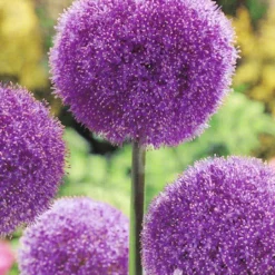 Menu Colossal Allium Collection -US Garden Plants Sales 2024 81128 colossal allium 2
