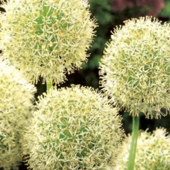 Menu Colossal Allium Collection -US Garden Plants Sales 2024 81128 colossal allium 3