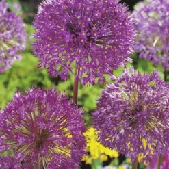 Menu Colossal Allium Collection -US Garden Plants Sales 2024 81128 colossal allium 4
