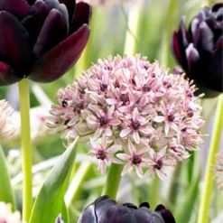 Menu Dark Night Duo Collection -US Garden Plants Sales 2024 81132 dark night duo 2