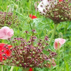 Menu Beginner Allium Collection -US Garden Plants Sales 2024 81134 allium atropurpureum