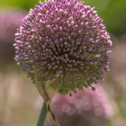 Menu Beginner Allium Collection -US Garden Plants Sales 2024 81135 summer drummer allium 11
