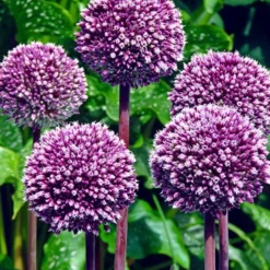 Menu Beginner Allium Collection -US Garden Plants Sales 2024 81135 summer drummer allium