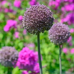 Menu Beginner Allium Collection -US Garden Plants Sales 2024 81135 summer drummer allium 6