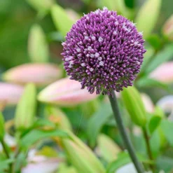 Menu Beginner Allium Collection -US Garden Plants Sales 2024 81135 summer drummer allium 7