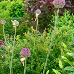 Menu Beginner Allium Collection -US Garden Plants Sales 2024 81135 summer drummer allium 8