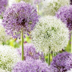 Menu Simple Deer Resistant Garden Collection -US Garden Plants Sales 2024 81139 big impact allium 1