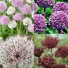 Menu Beginner Allium Collection