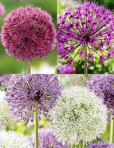 Menu Big And Sensational Allium Collection 3 Menu Big And Sensational Allium Collection