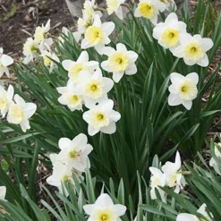 Menu Beginner Daffodil Collection -US Garden Plants Sales 2024 82002 ice follies