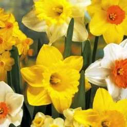 Menu Non-Stop Spring-Blooming Bulb Collection 33 Menu Non-Stop Spring-Blooming Bulb Collection -US Garden Plants Sales 2024 82100 mixed daffodils 1