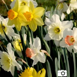 Menu Simple Deer Resistant Garden Collection -US Garden Plants Sales 2024 82100 mixed daffodils 2 2