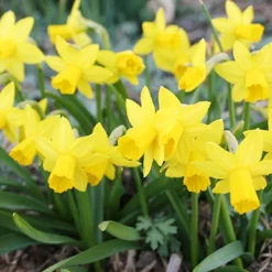 Menu Bright And Sunny Yellow Collection 30 Menu Bright And Sunny Yellow Collection -US Garden Plants Sales 2024 82101 tete a tete daffodils