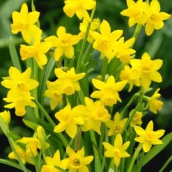 Menu Celebrate Spring Blend -US Garden Plants Sales 2024 82101 tete a tete daffodils 3 1