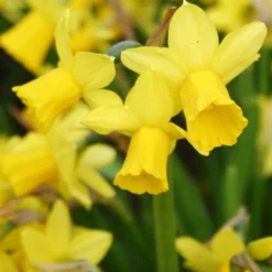 Menu Celebrate Spring Blend -US Garden Plants Sales 2024 82101 tete a tete daffodils 4 1