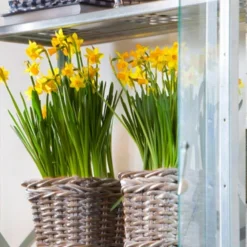 Menu Celebrate Spring Blend -US Garden Plants Sales 2024 82101 tete a tete daffodils 5 1