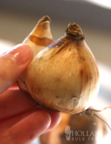 Menu Dwarf Rock Garden Daffodil Collection 11 Menu Dwarf Rock Garden Daffodil Collection - Image 9