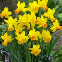 Menu Dwarf Rock Garden Daffodil Collection 24 Menu Dwarf Rock Garden Daffodil Collection -US Garden Plants Sales 2024 82103 jetfire daffodil jumbo pack