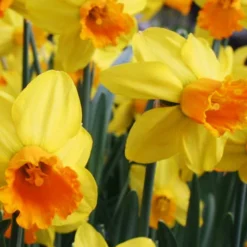 Menu Dwarf Rock Garden Daffodil Collection 25 Menu Dwarf Rock Garden Daffodil Collection -US Garden Plants Sales 2024 82103 jetfire daffodil jumbo pack 3