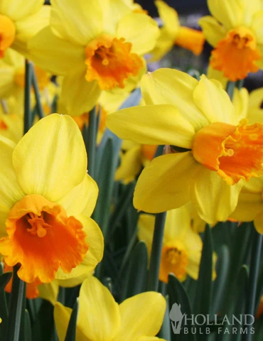 Menu Dwarf Rock Garden Daffodil Collection 10 Menu Dwarf Rock Garden Daffodil Collection - Image 8