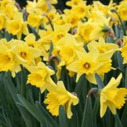 Menu Classic Beauty Spring Collection 24 Menu Classic Beauty Spring Collection -US Garden Plants Sales 2024 82108 dutch master daffodil 2