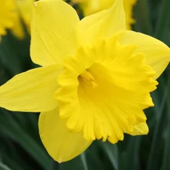 Menu Classic Beauty Spring Collection 22 Menu Classic Beauty Spring Collection -US Garden Plants Sales 2024 82108 dutch master daffodil