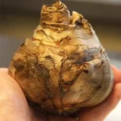 Menu Classic Beauty Spring Collection 25 Menu Classic Beauty Spring Collection -US Garden Plants Sales 2024 82108 dutch master daffodil 3