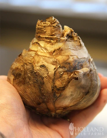 Menu Classic Beauty Spring Collection 10 Menu Classic Beauty Spring Collection - Image 8