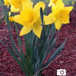 Menu Classic Beauty Spring Collection 26 Menu Classic Beauty Spring Collection -US Garden Plants Sales 2024 82108 dutch master daffodil 4