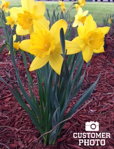 Menu Classic Beauty Spring Collection 11 Menu Classic Beauty Spring Collection - Image 9