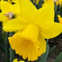 Menu Classic Beauty Spring Collection 23 Menu Classic Beauty Spring Collection -US Garden Plants Sales 2024 82108 dutch master daffodils