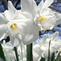 Menu Gipsy's Delight Collection -US Garden Plants Sales 2024 82110 mount hood daffodil