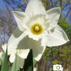 Menu Gipsy's Delight Collection -US Garden Plants Sales 2024 82110 mount hood daffodil 3