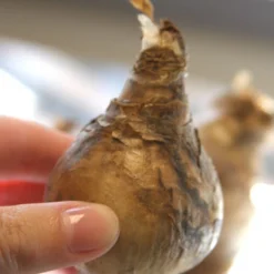 Menu Mid Spring Blooms Collection -US Garden Plants Sales 2024 82114 carlton daffodil 2 2