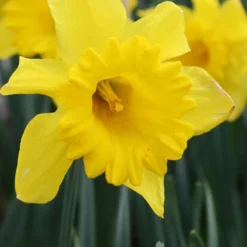 Menu Beginner Daffodil Collection -US Garden Plants Sales 2024 82114 carlton daffodil