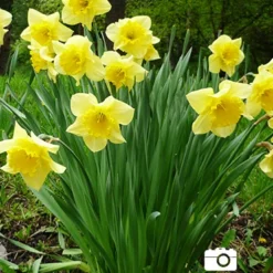Menu Beginner Daffodil Collection -US Garden Plants Sales 2024 82114 carlton daffodil 3