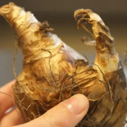 Menu Pink Daffodil Collection -US Garden Plants Sales 2024 82117 pink charm daffodil 2 1