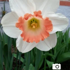 Menu Pink Daffodil Collection -US Garden Plants Sales 2024 82117 pink charm daffodil 3 1