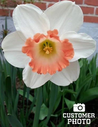 Menu Pink Tulip & Daffodil Collection 16 Menu Pink Tulip & Daffodil Collection - Image 14