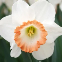 Menu Pink Daffodil Collection -US Garden Plants Sales 2024 82117 pink charm daffodil 4 2