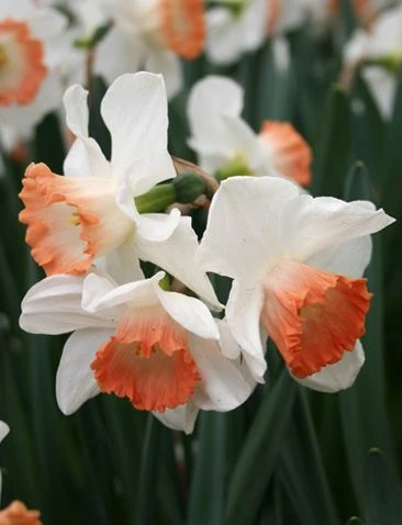 Menu Pink Tulip & Daffodil Collection 14 Menu Pink Tulip & Daffodil Collection - Image 12