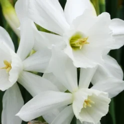 Menu Sweet And Sassy Duo Collection -US Garden Plants Sales 2024 82121 thalia daffodil 2 3