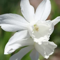 Menu Fragrant Mix Collection 25 Menu Fragrant Mix Collection -US Garden Plants Sales 2024 82121 thalia daffodil 3